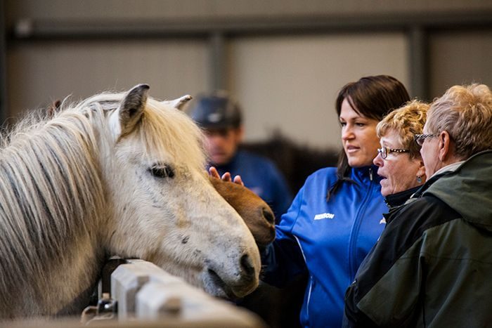 Stable visit with Icelandic horses