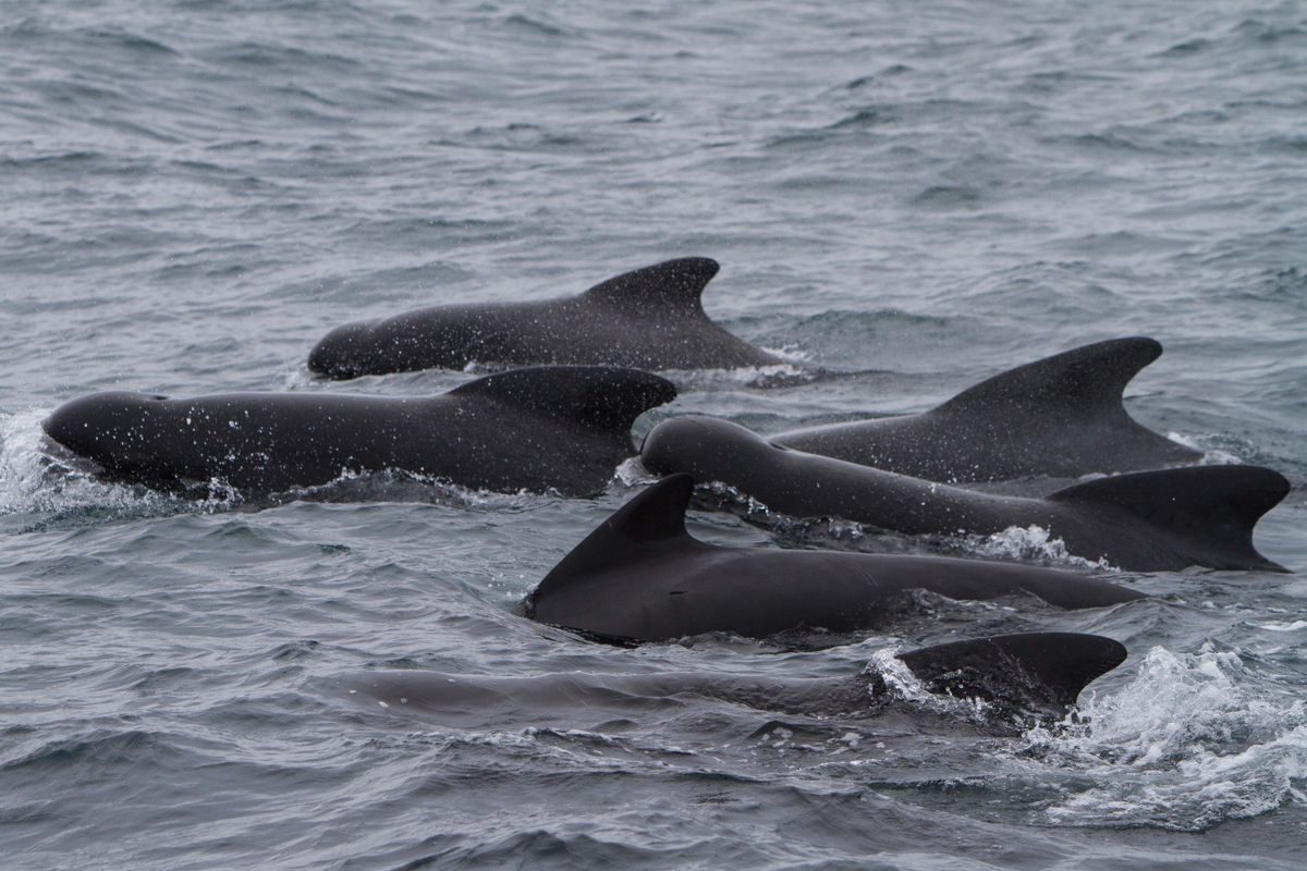 Whale Watching Holmavik Westfjords