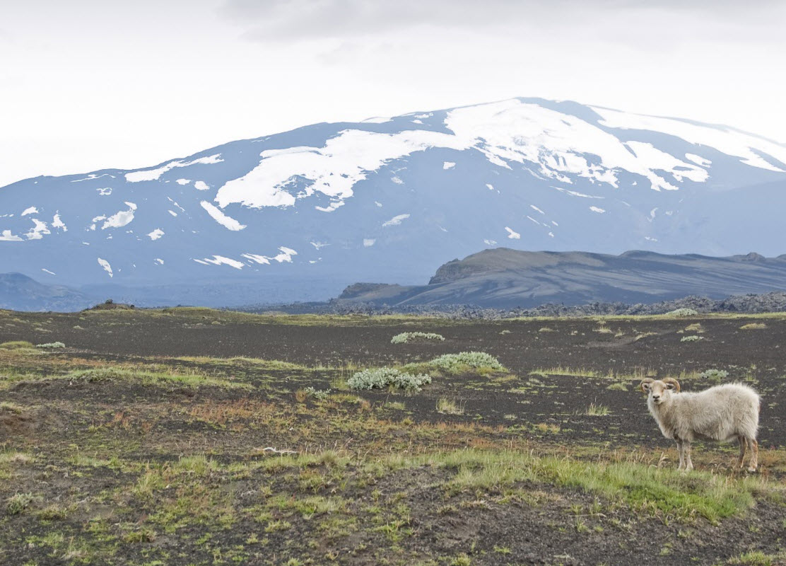 Hekla