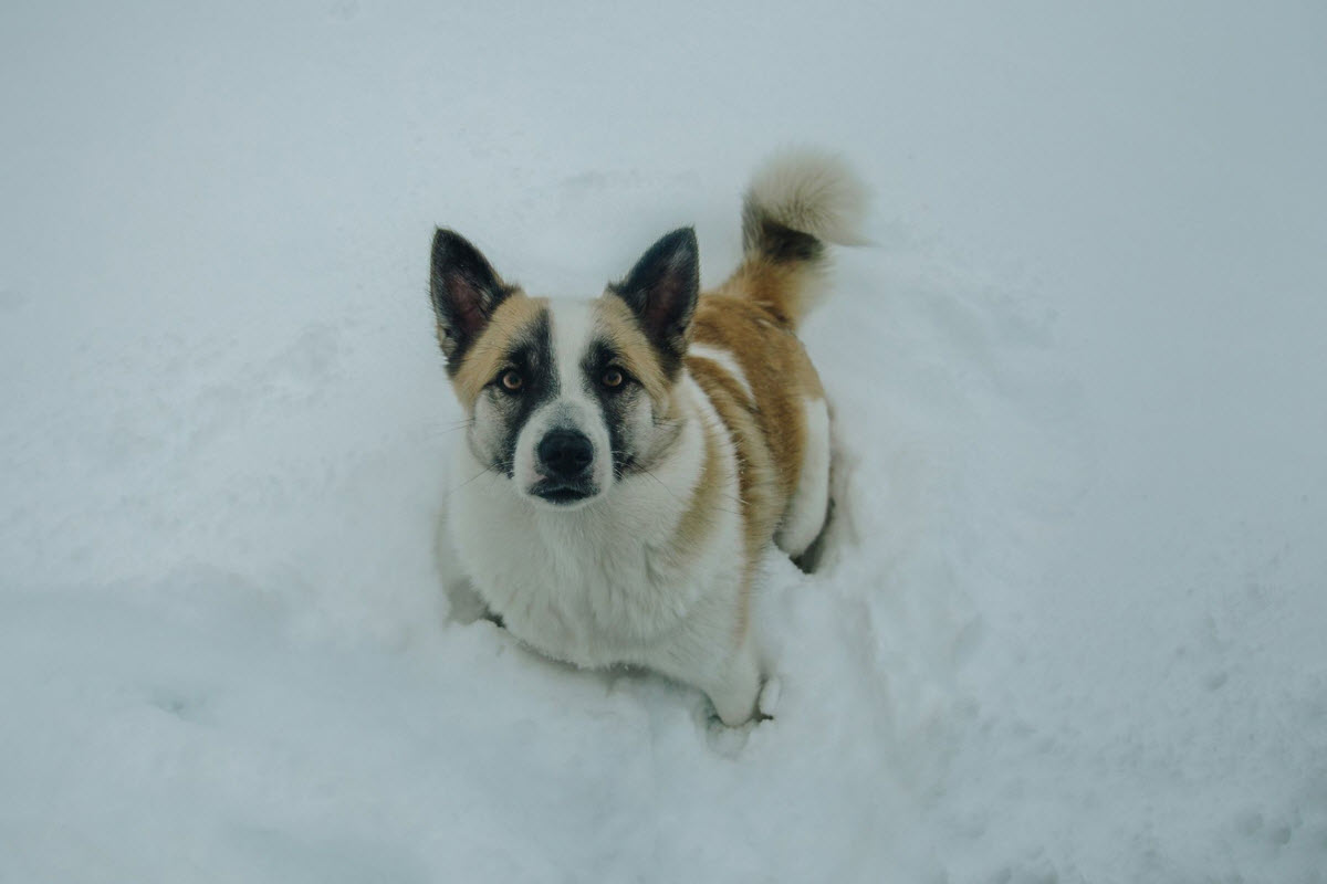 Icelandic Dog