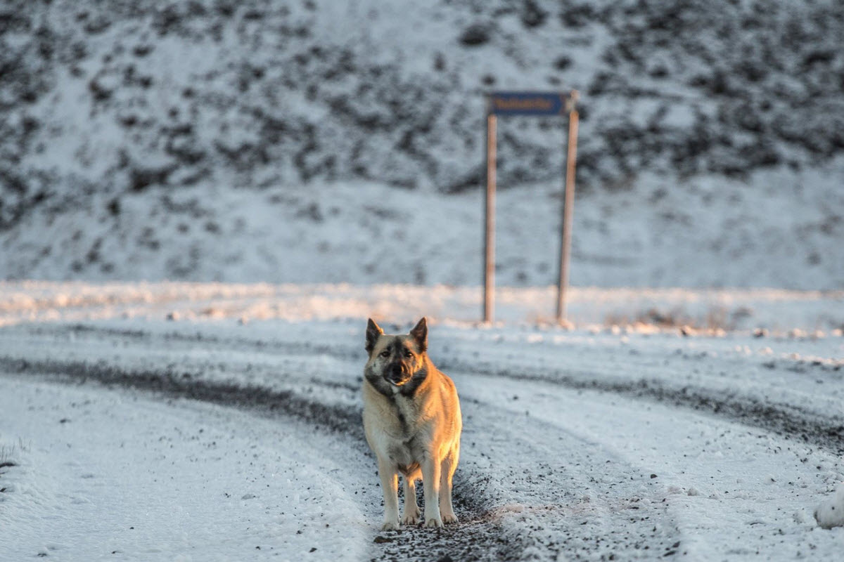 Icelandic Dog