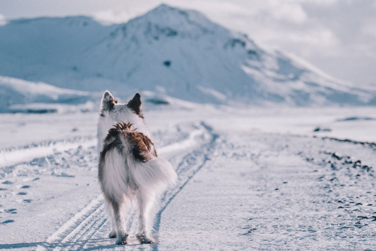 Icelandic Dog