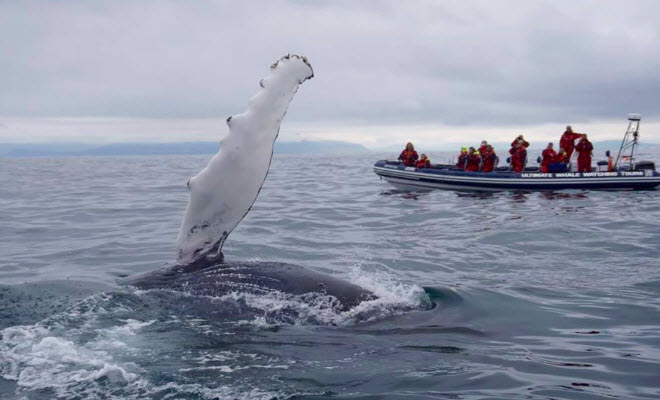 Whale, whale, whale… and dolphins! – PUFINS at Sea